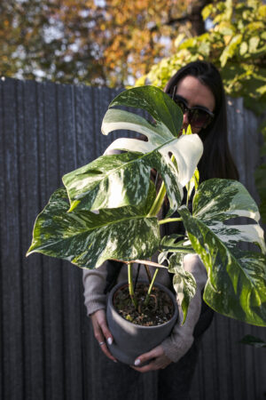 Monstera Variegata
