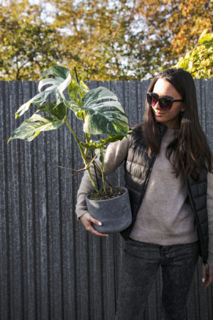 Monstera Variegata