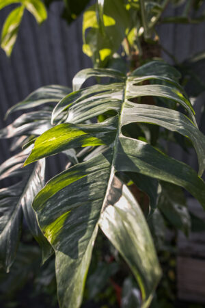 Epipremnum Pinnatum Variegata XXL