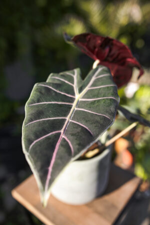 Alocasia Longiloba Purple Princess