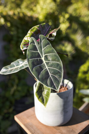 Alocasia Longiloba Purple Princess