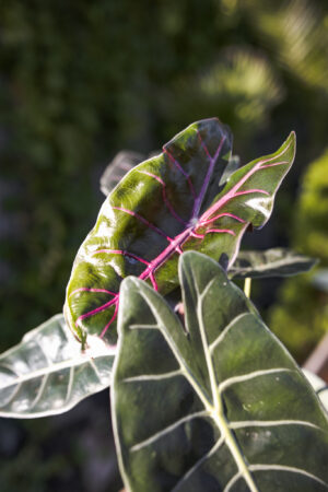 Alocasia Longiloba Purple Princess