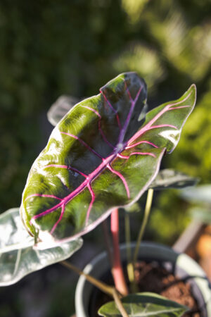 Alocasia Longiloba Purple Princess