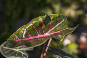 Alocasia Longiloba Purple Princess