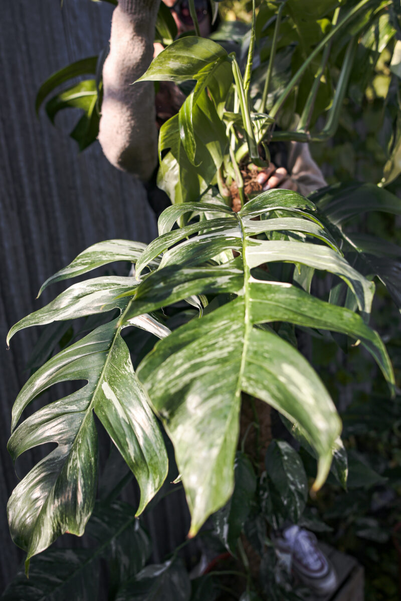 Epipremnum Pinnatum Variegata XXL