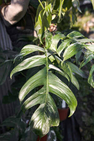 Epipremnum Pinnatum Variegata XXL