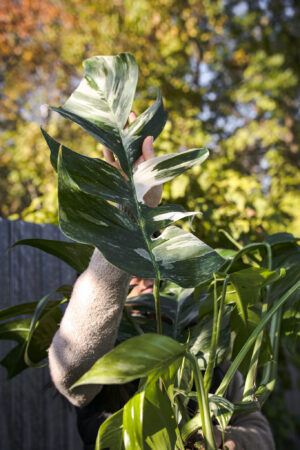 Epipremnum Pinnatum Variegata XXL
