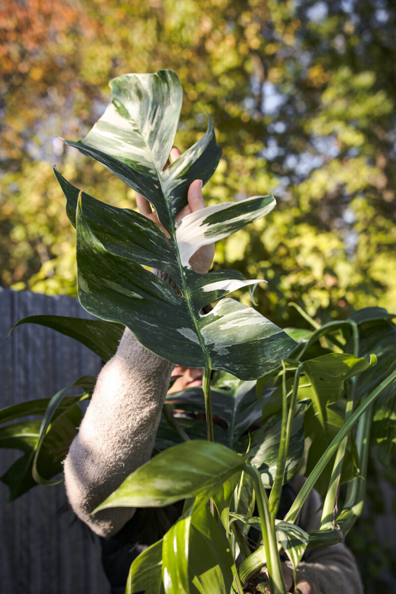 Epipremnum Pinnatum Variegata XXL