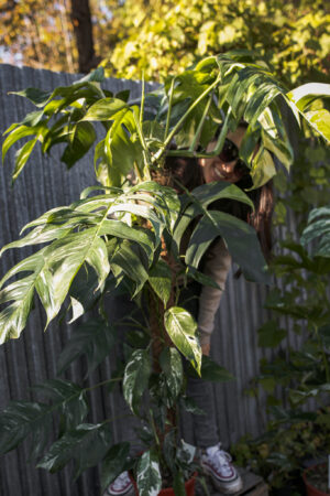 Epipremnum Pinnatum Variegata XXL
