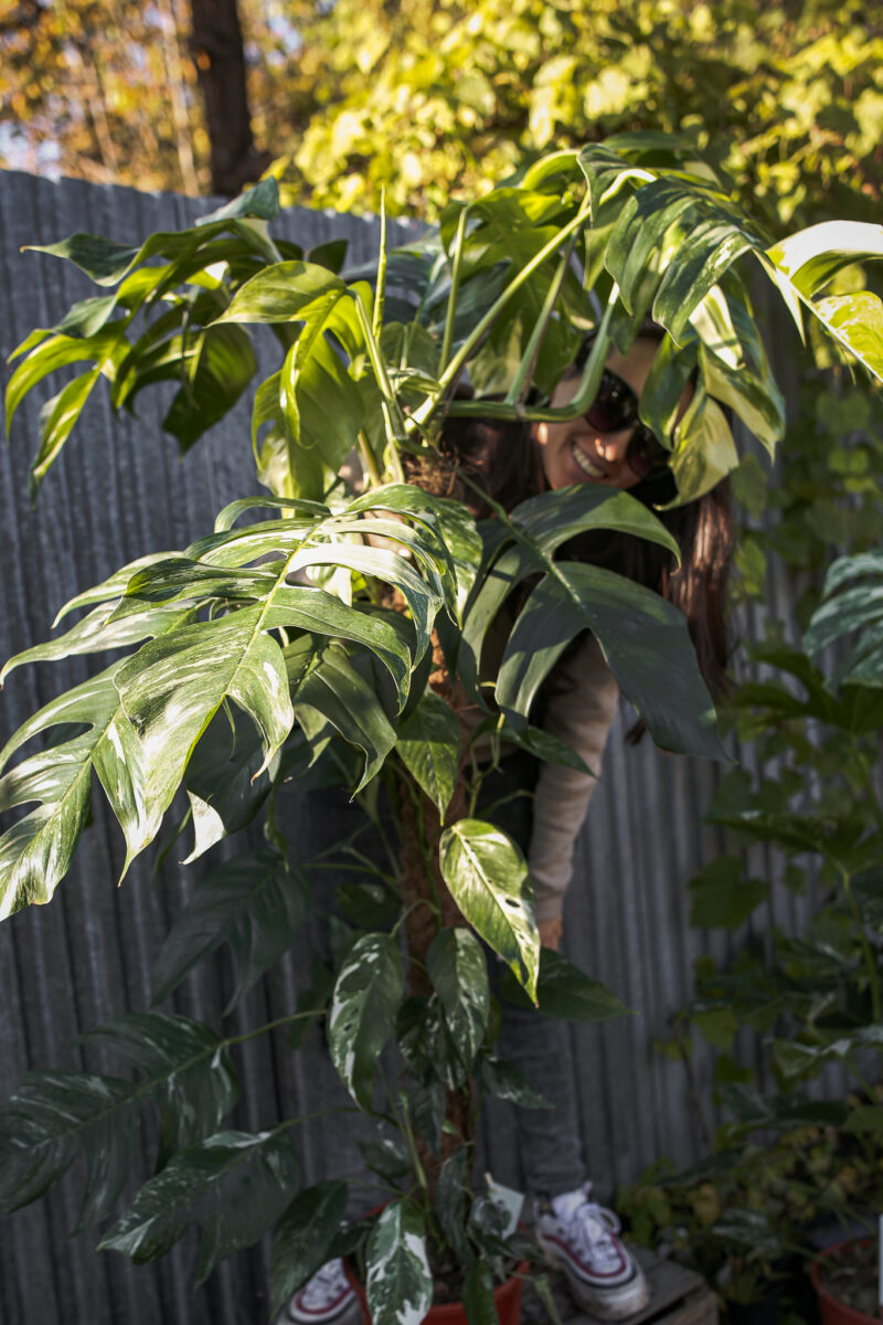 Epipremnum Pinnatum Variegata XXL