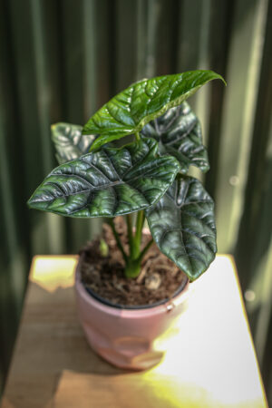 Alocasia Sinuata