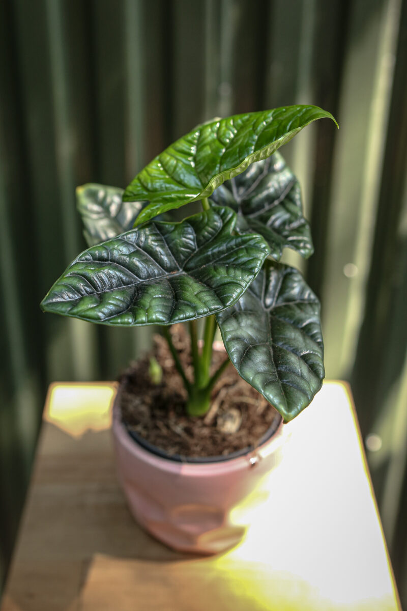 Alocasia Sinuata