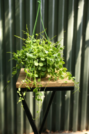 Dischidia nummularia