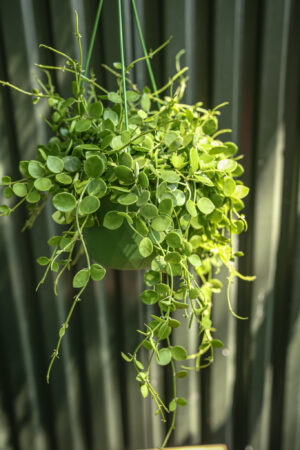 Dischidia nummularia