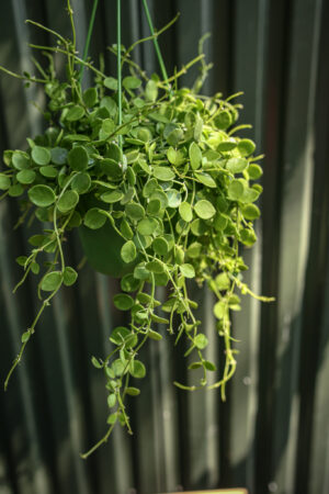 Dischidia nummularia