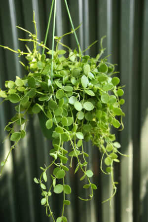 Dischidia nummularia