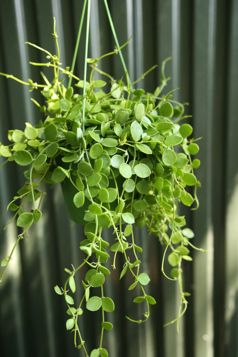 Dischidia nummularia