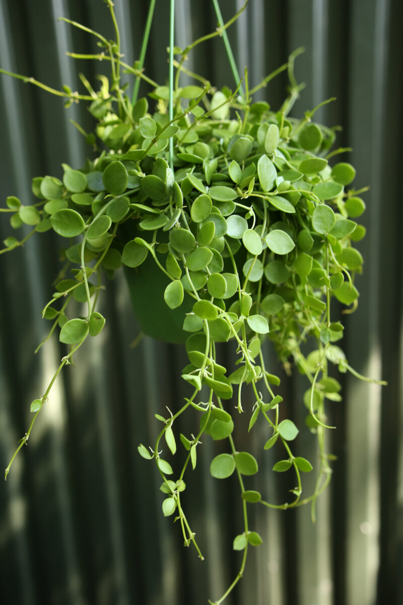 Dischidia nummularia