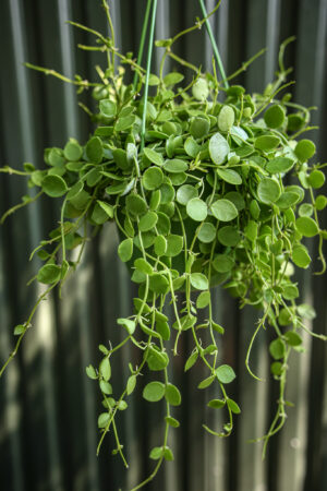 Dischidia nummularia