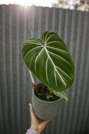 Philodendron Gloriosum