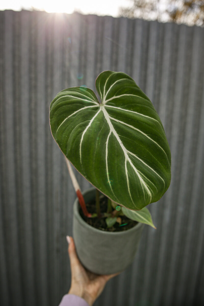 Philodendron Gloriosum Philodendron Gloriosum