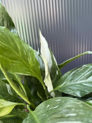 Skrzydłokwiat Diamond Variegata