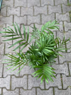 Chamaedorea elegans – palma koralowa