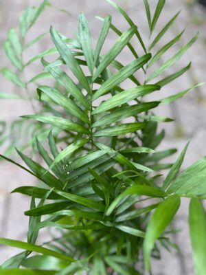 Chamaedorea elegans – palma koralowa