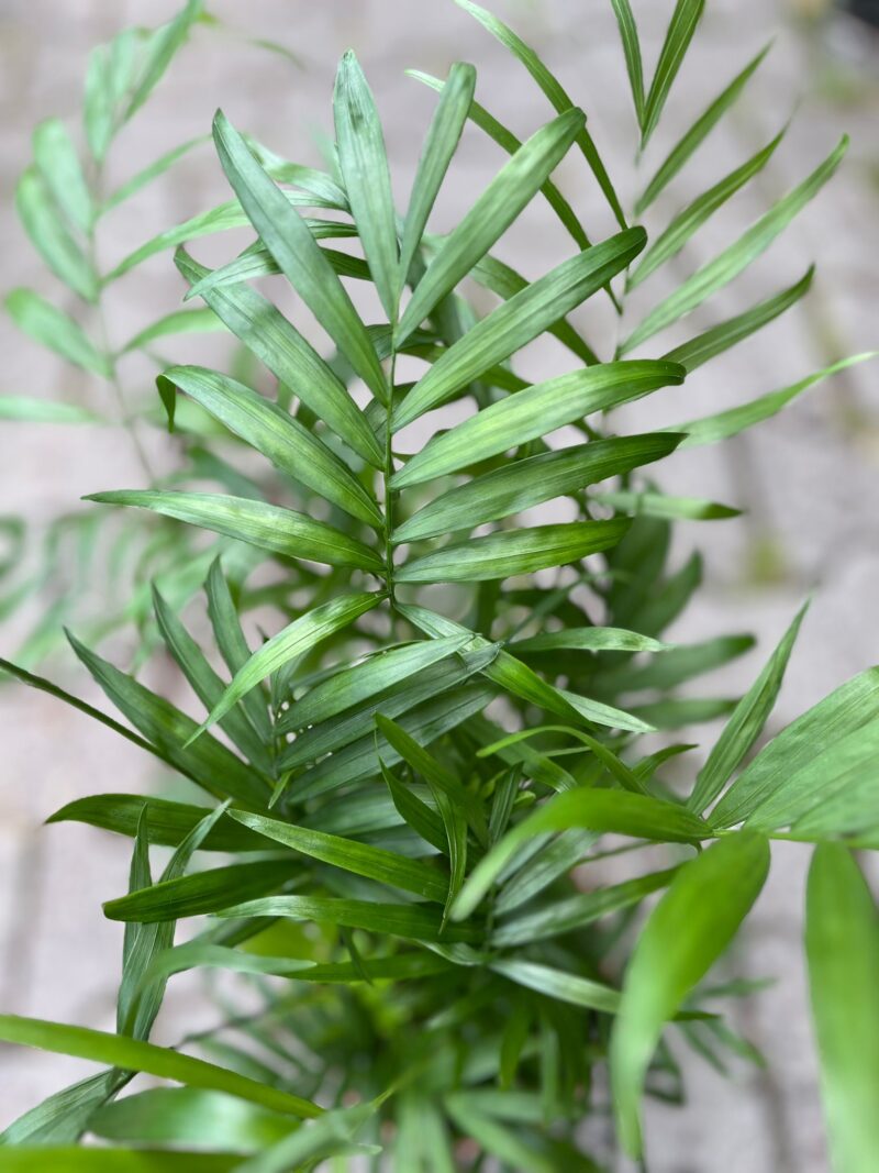 Chamaedorea elegans – palma koralowa