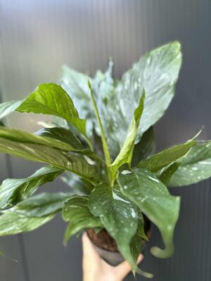 Skrzydłokwiat Diamond Variegata