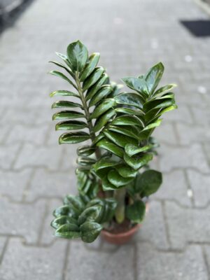 Zamioculcas Zenzi