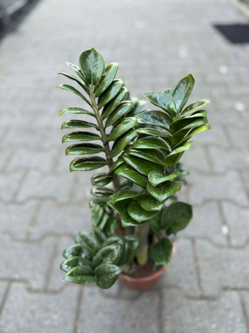 Zamioculcas Zenzi