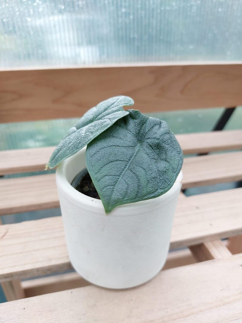 Alocasia Melo