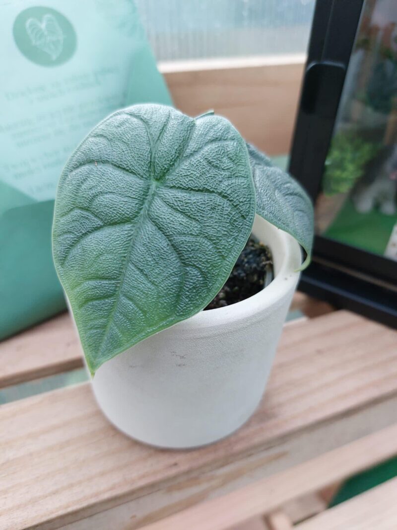 Alocasia Melo