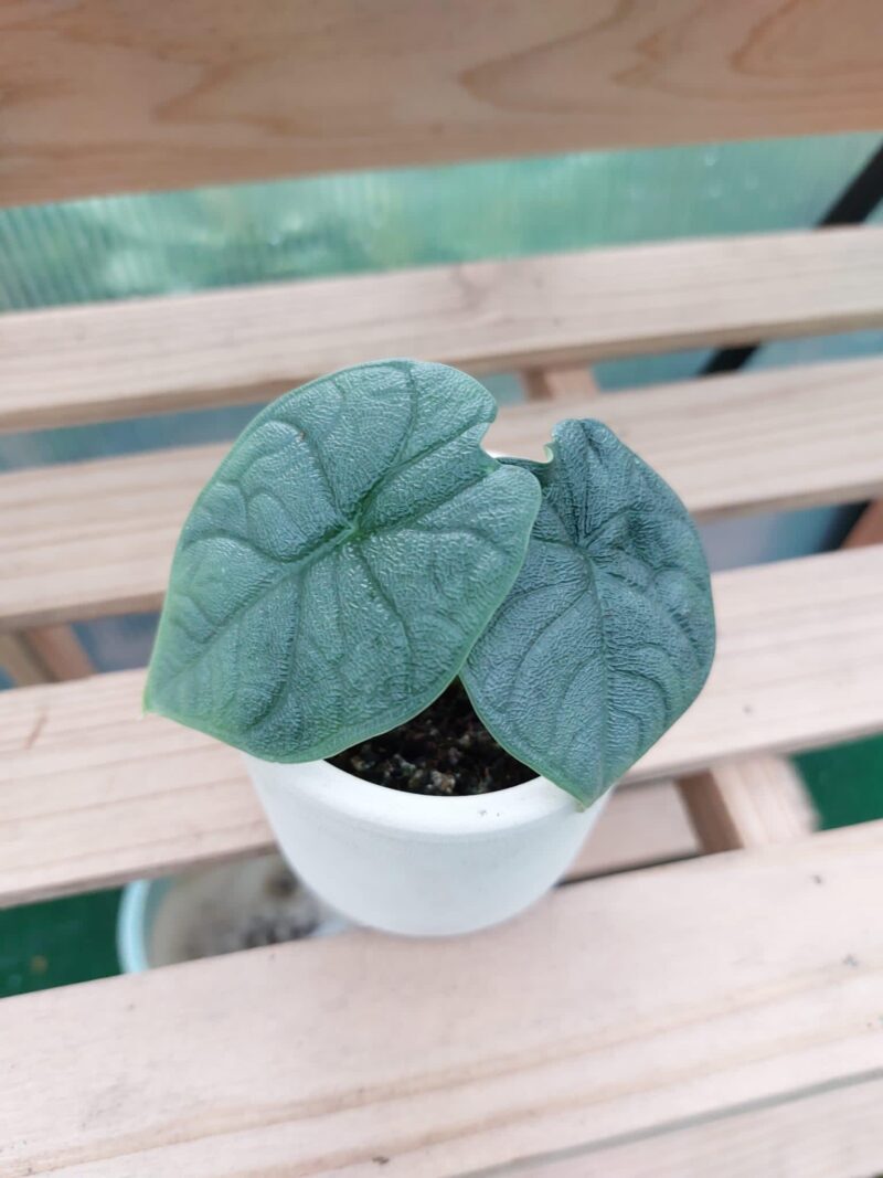 Alocasia Melo