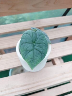 Alocasia Melo