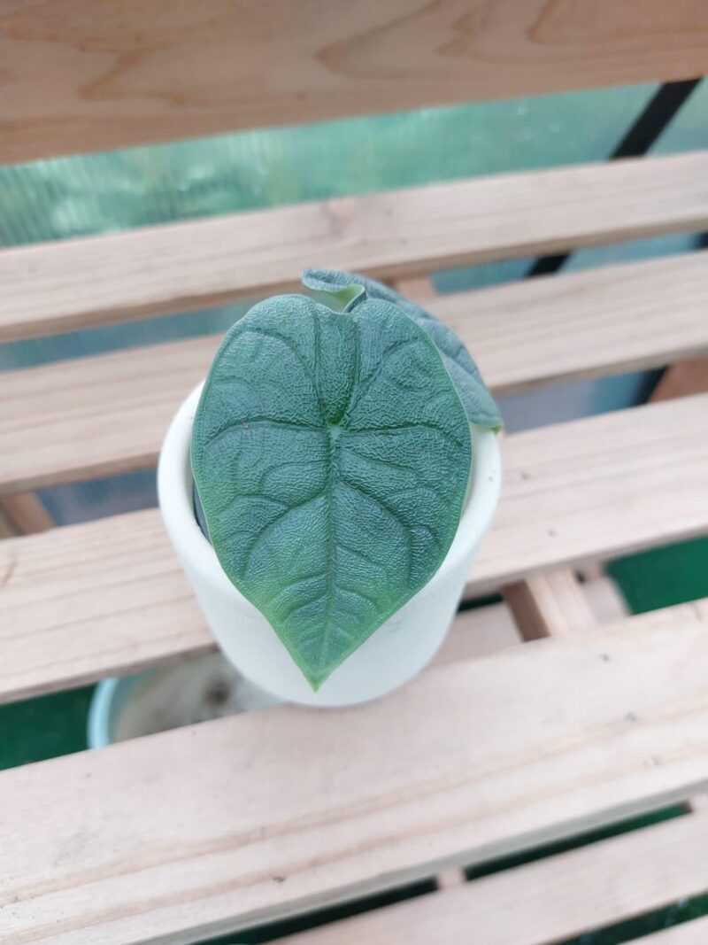 Alocasia Melo