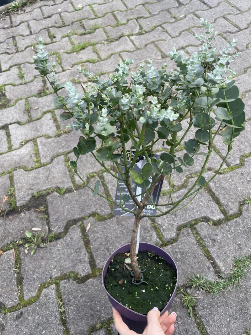 Eukaliptus Gunnii na pniu