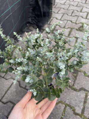 Eukaliptus Gunnii na pniu