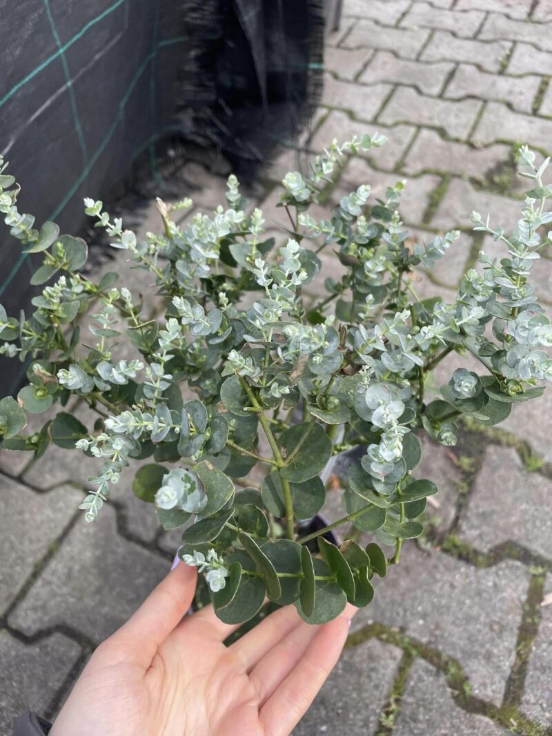 Eukaliptus Gunnii na pniu