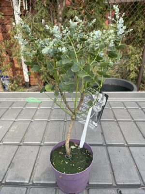 Eukaliptus Gunnii na pniu