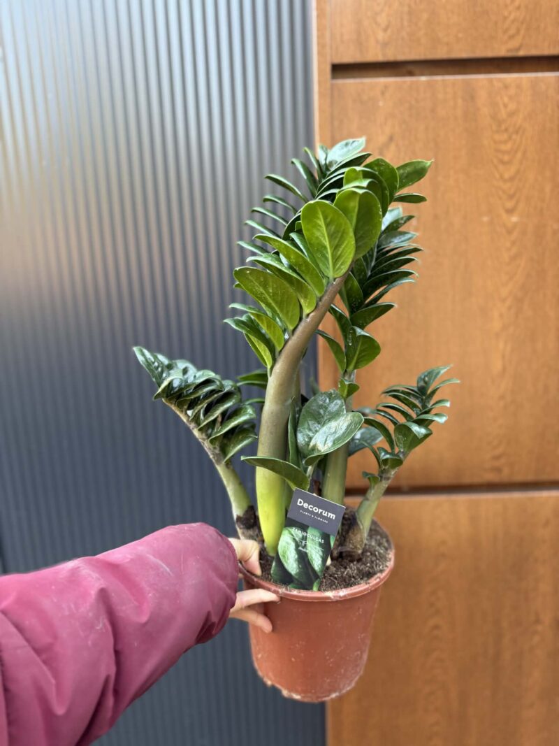 Zamioculcas Zenzi