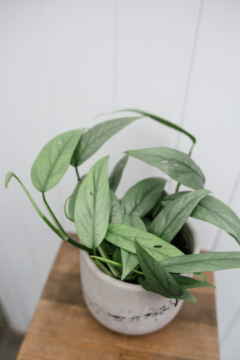 Epipremnum Pinnatum ‘CEBU BLUE’