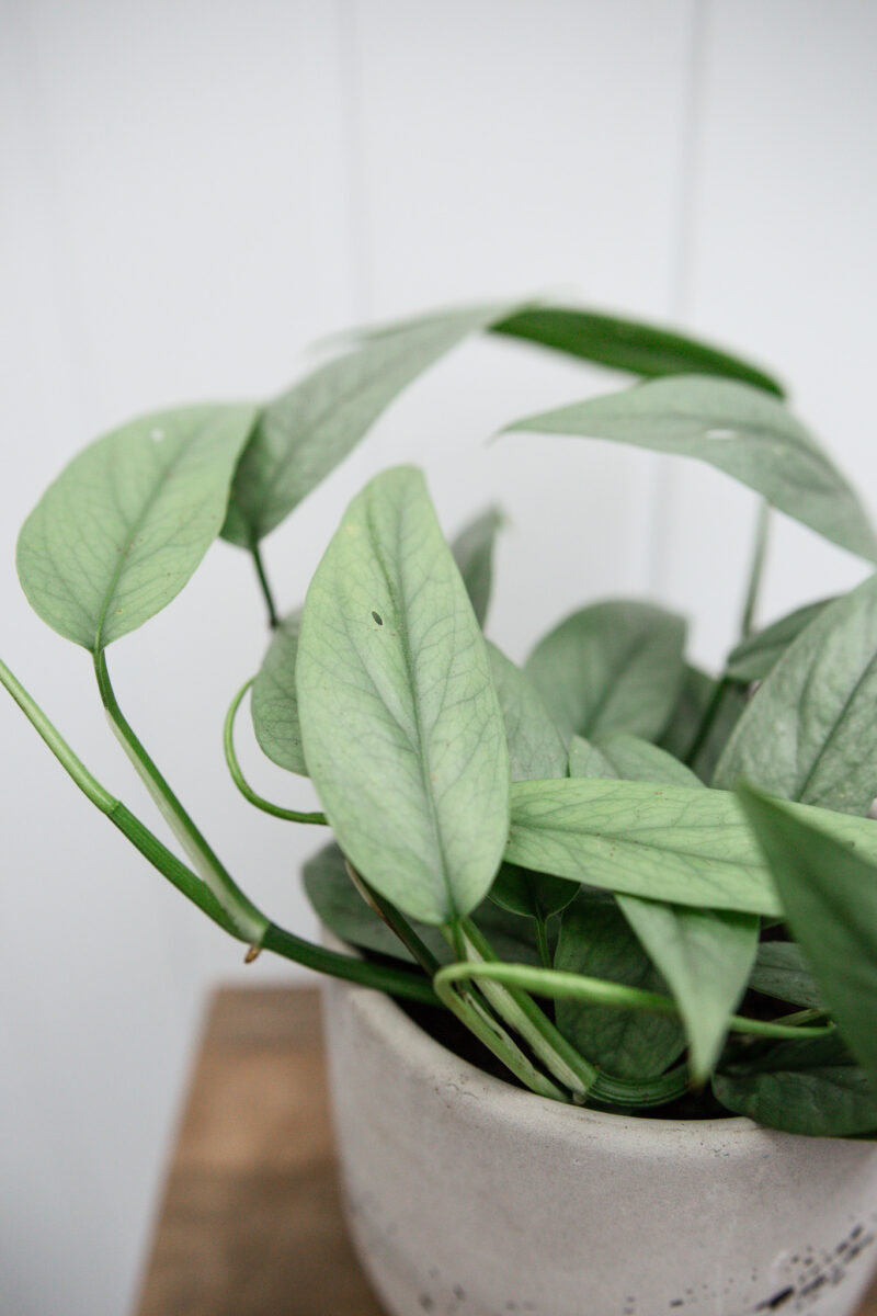 Epipremnum Pinnatum ‘CEBU BLUE’