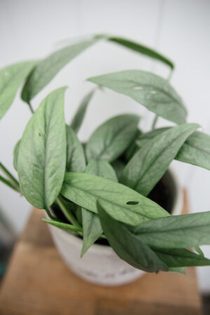 Epipremnum Pinnatum ‘CEBU BLUE’