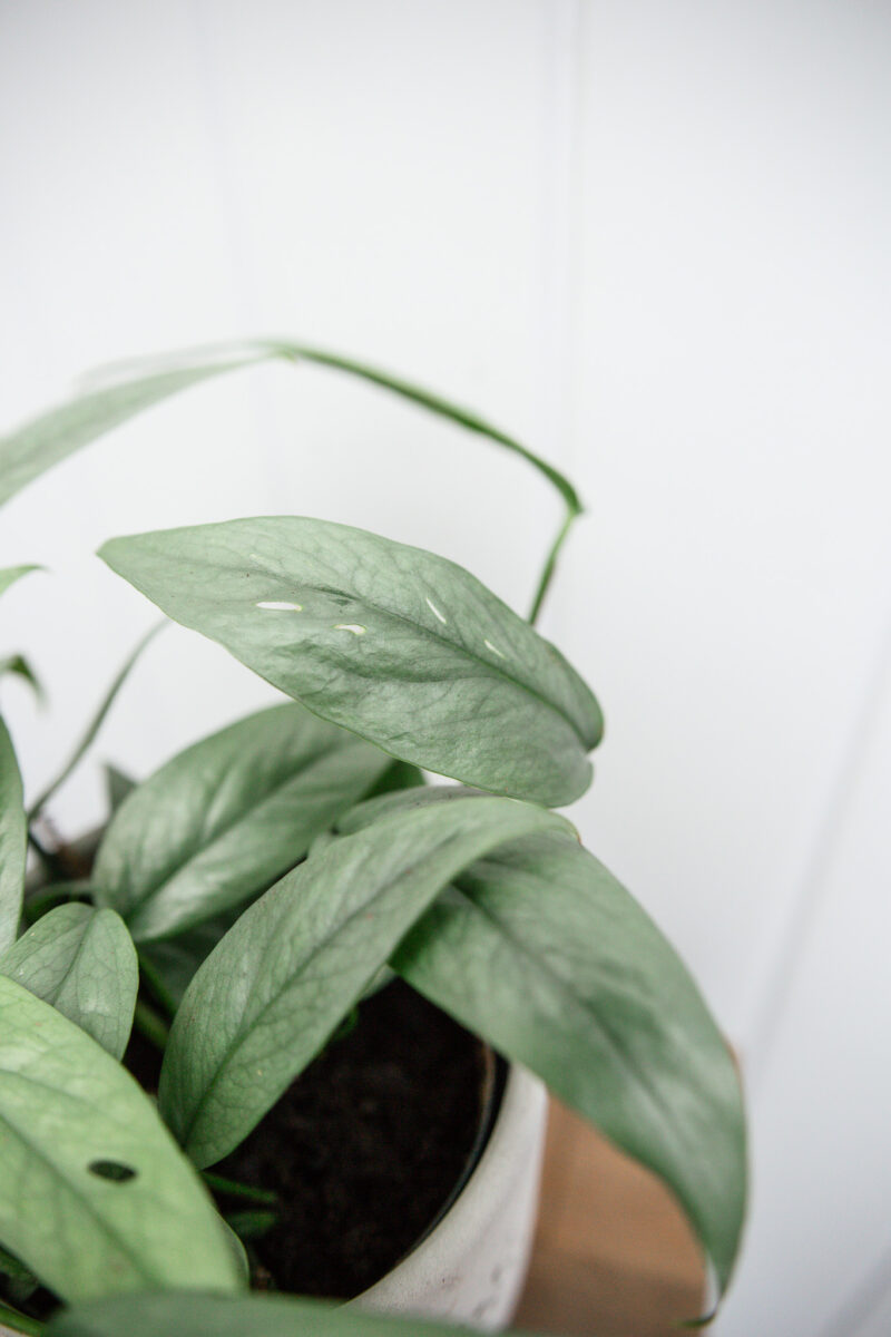 Epipremnum Pinnatum ‘CEBU BLUE’