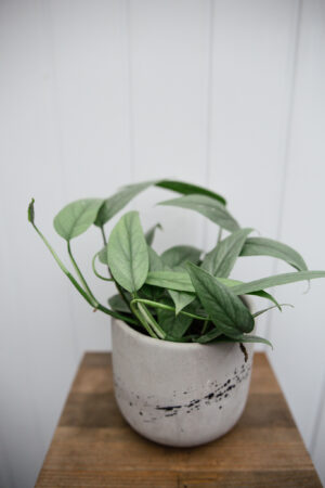 Epipremnum Pinnatum ‘CEBU BLUE’