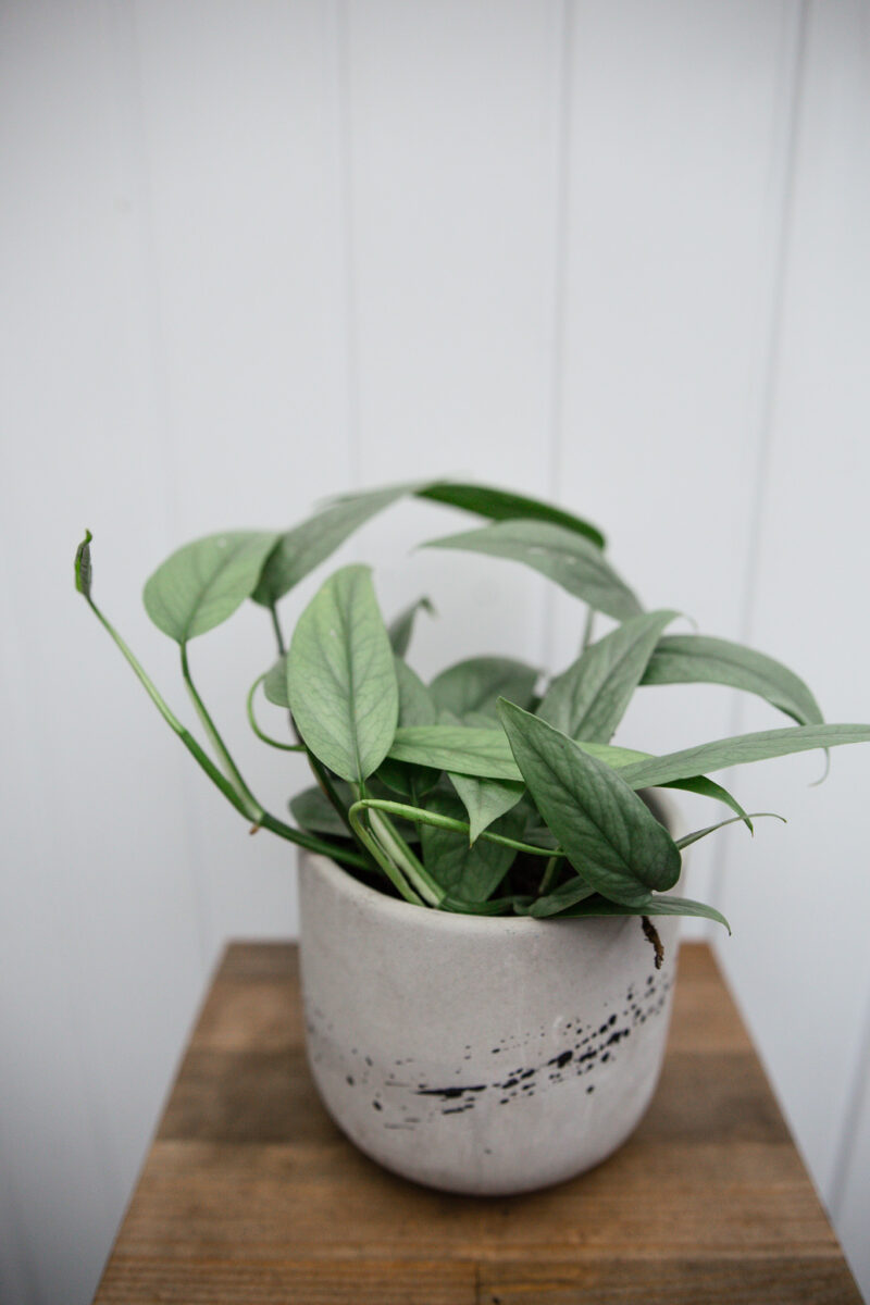 Epipremnum Pinnatum ‘CEBU BLUE’