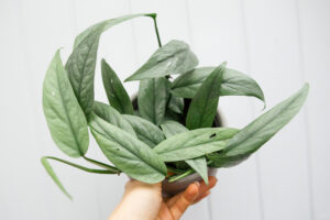 Epipremnum Pinnatum ‘CEBU BLUE’