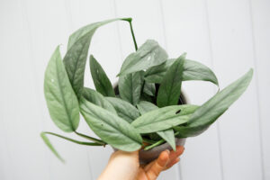 Epipremnum Pinnatum ‘CEBU BLUE’